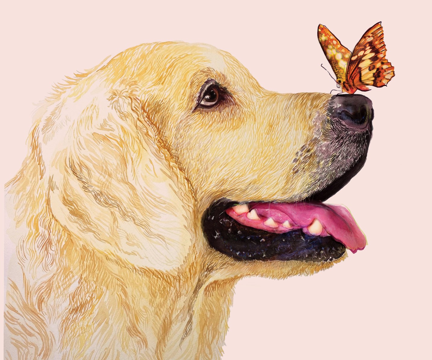 Butterfly resting on a dog's nose